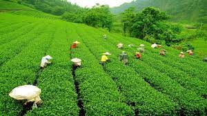 Sylhet